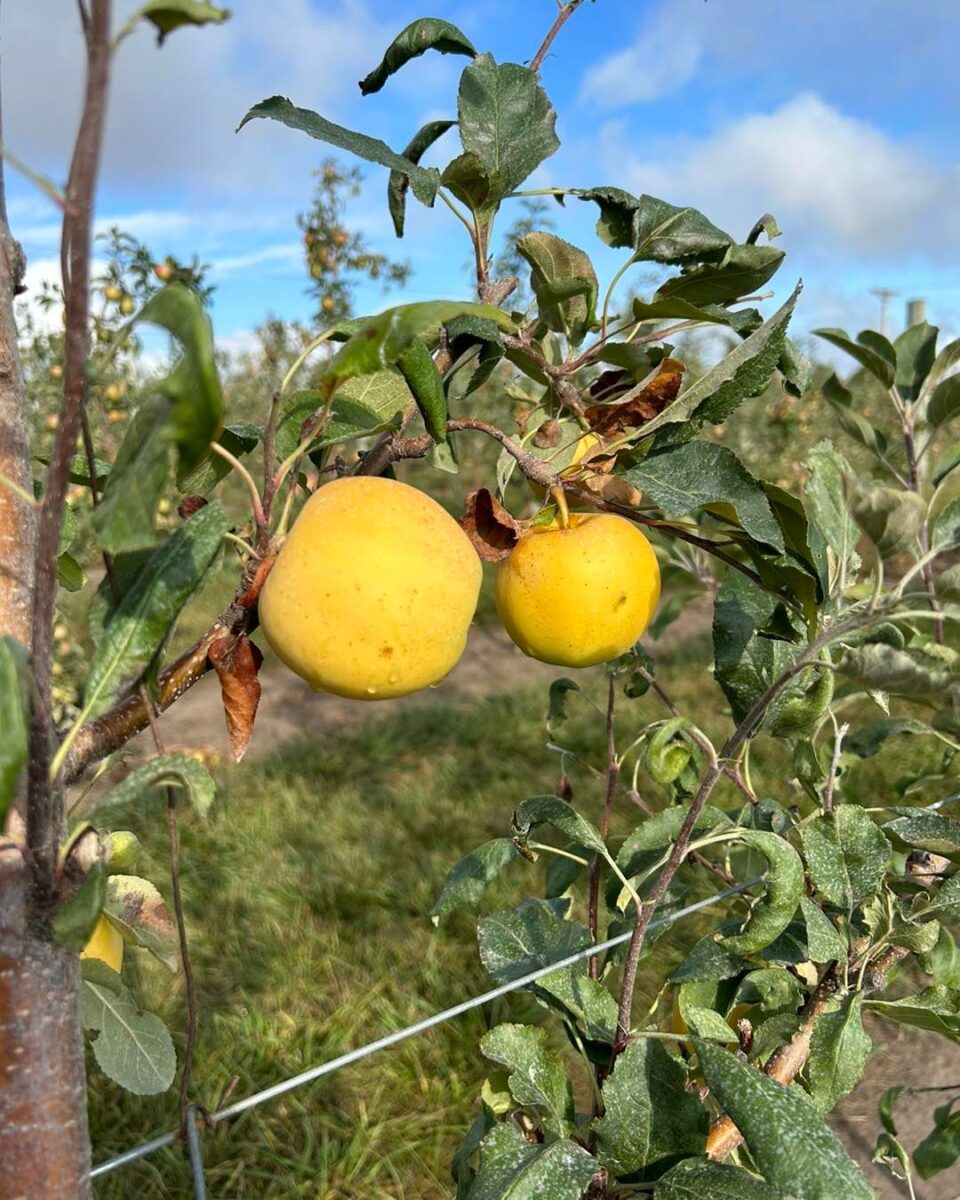 Two yellow apples hanging from a tree branch with green leaves in an orchard on a sunny day.