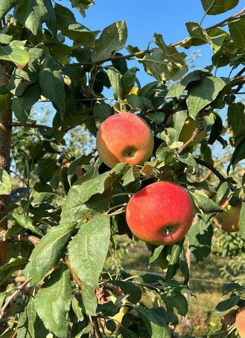 Two red apples growing on a tree branch with green leaves under a clear blue sky.