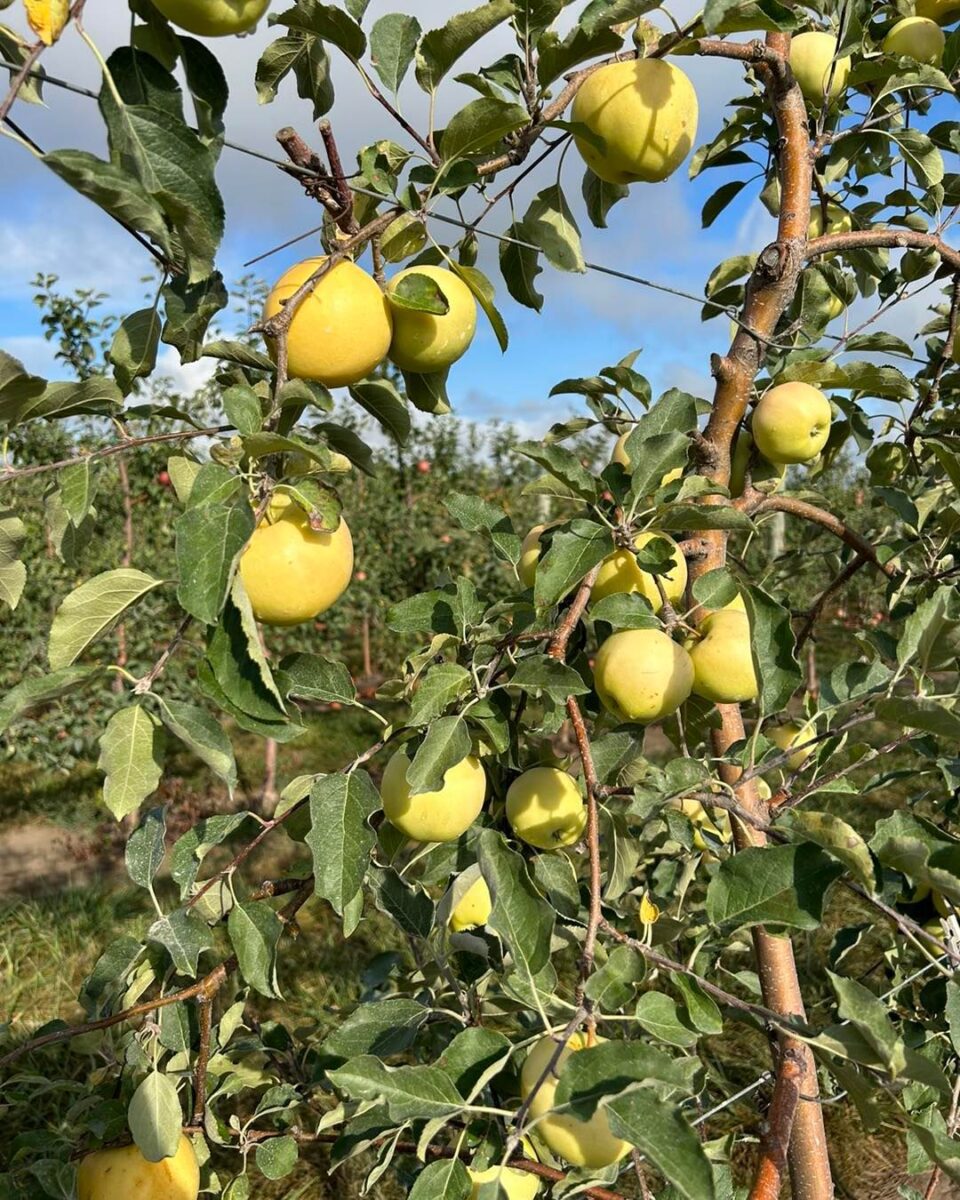 Apple tree branches with clusters of yellow apples hanging among green leaves on a sunny day.