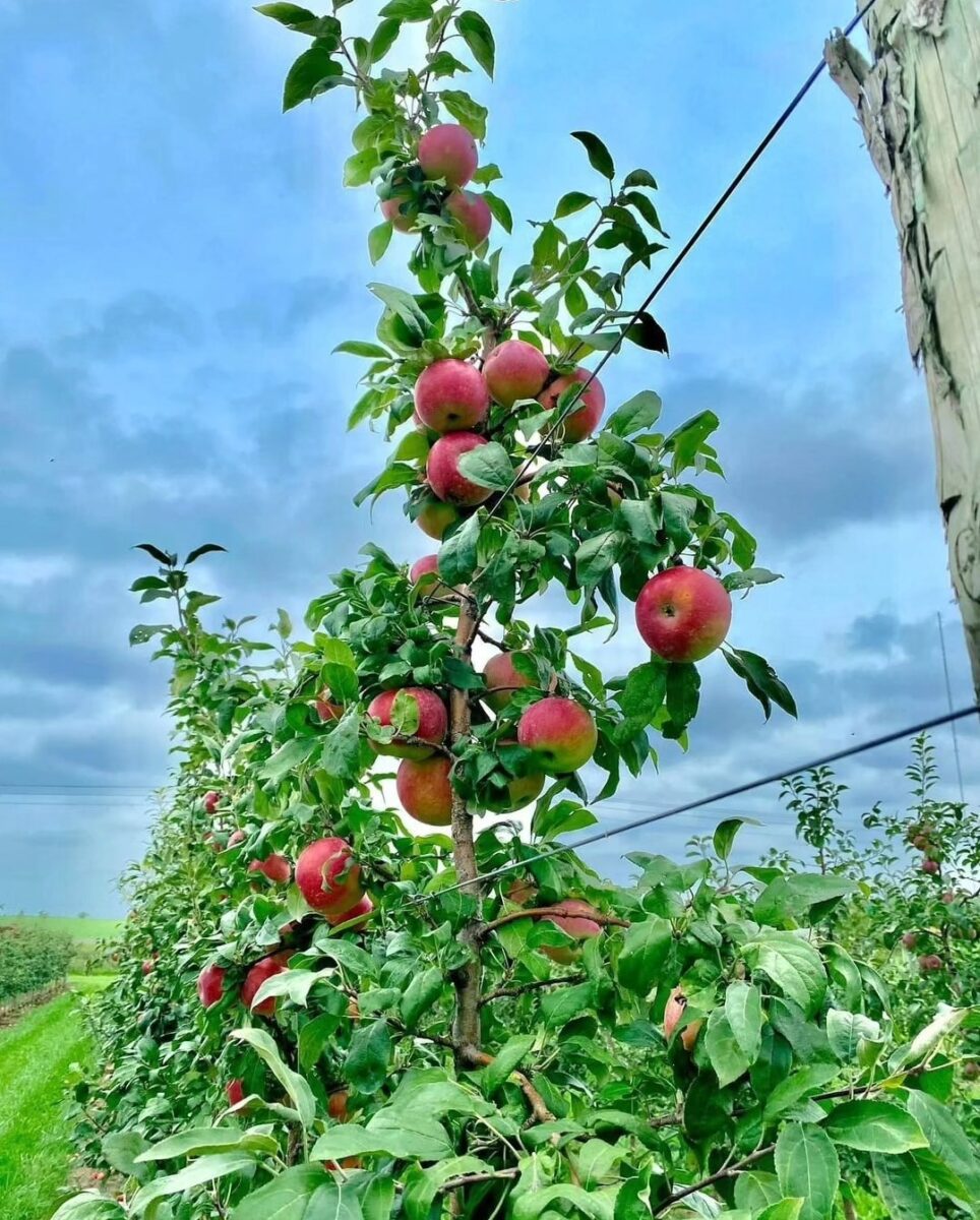 A young apple tree with ripe red apples growing in an orchard under a cloudy sky.