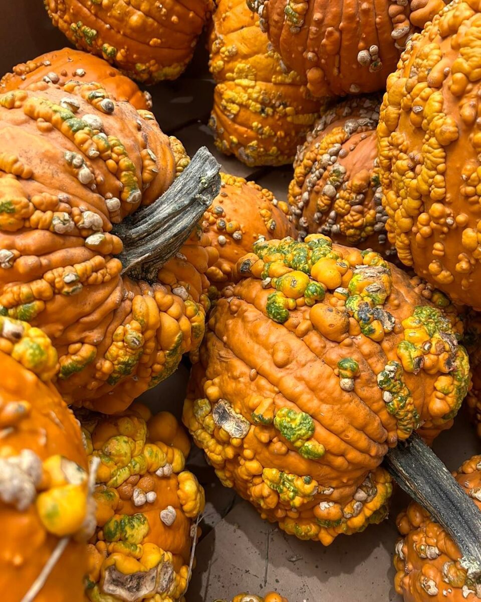Bumpy orange pumpkins with green and yellow warts piled together, showing rough textured skins.
