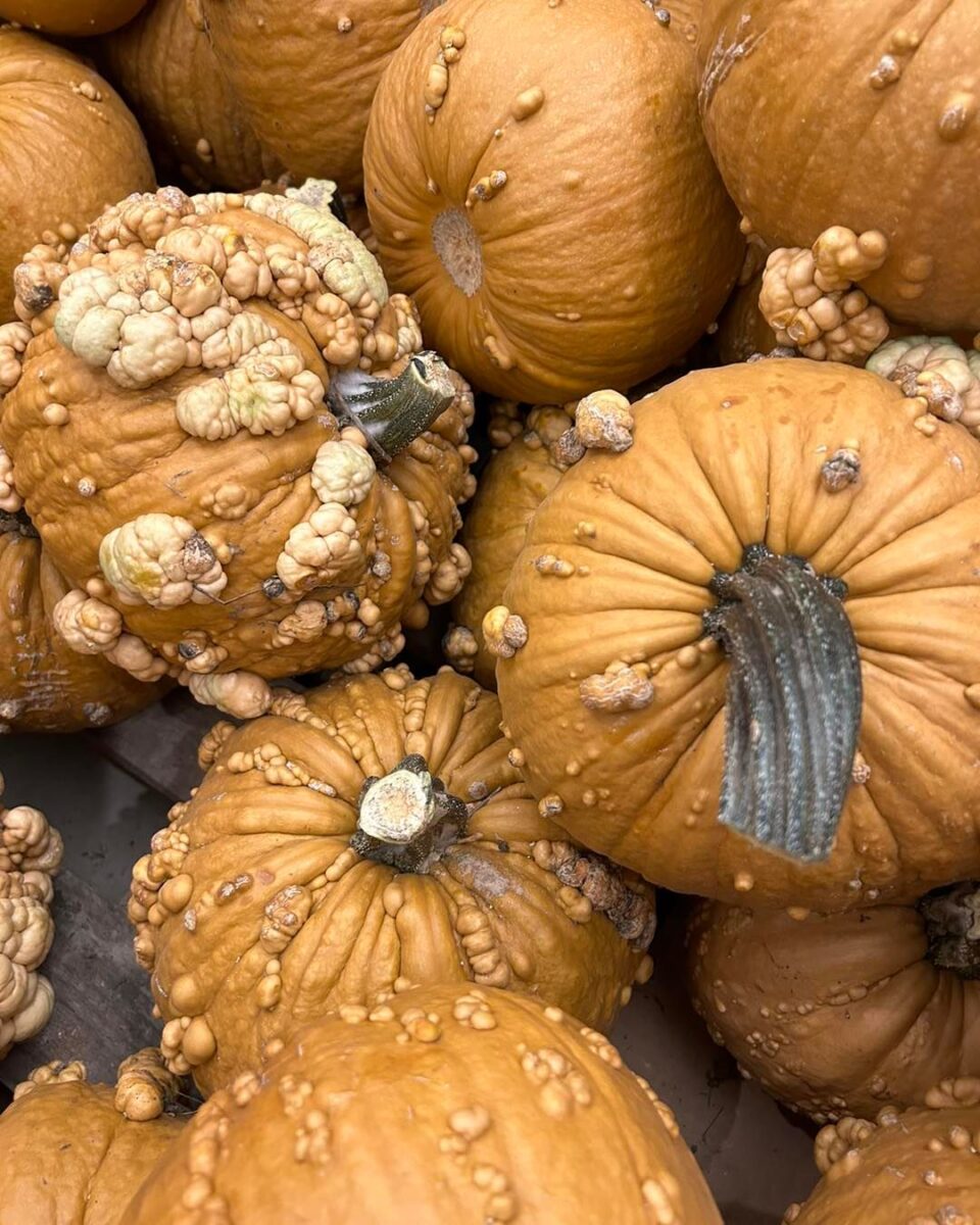 A pile of orange, bumpy pumpkins with rough, textured skin and thick, dark stems.