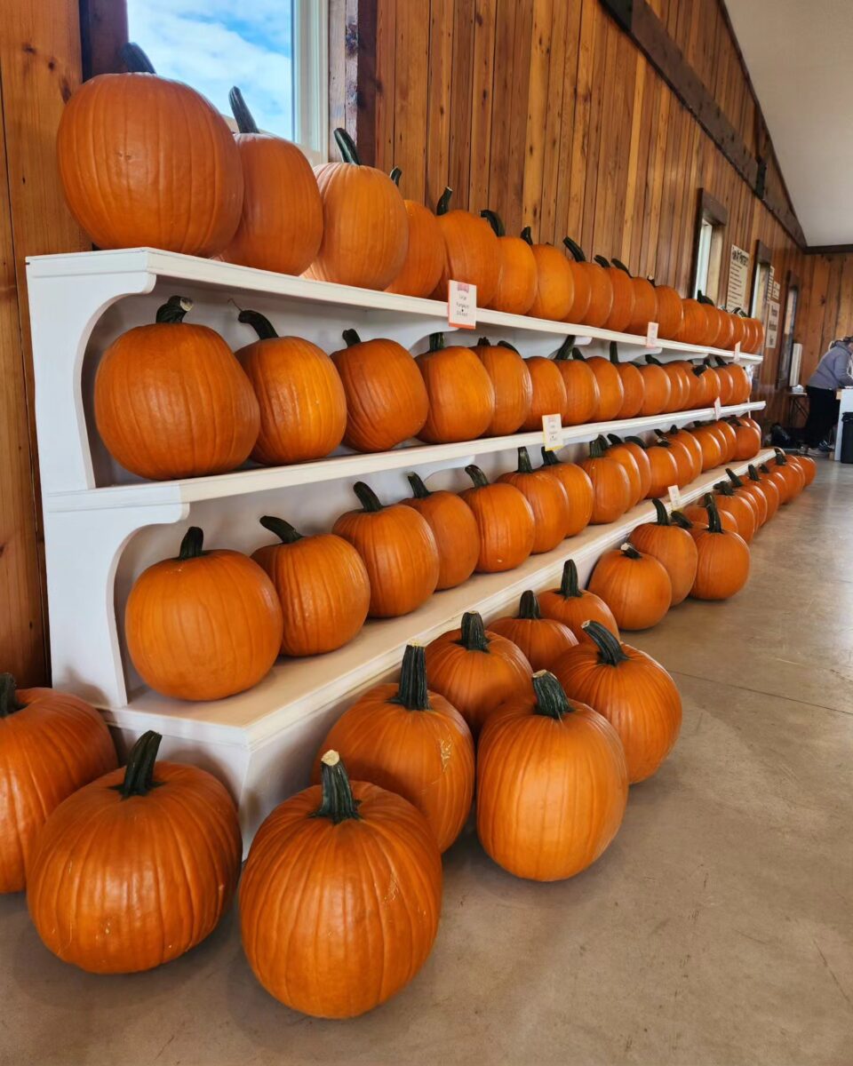 Rows of orange pumpkins arranged on white shelves and the floor inside a wooden-walled building.