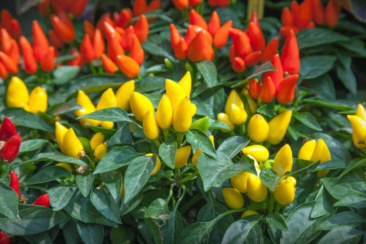 Clusters of yellow, orange, and red chili peppers growing among green leaves.