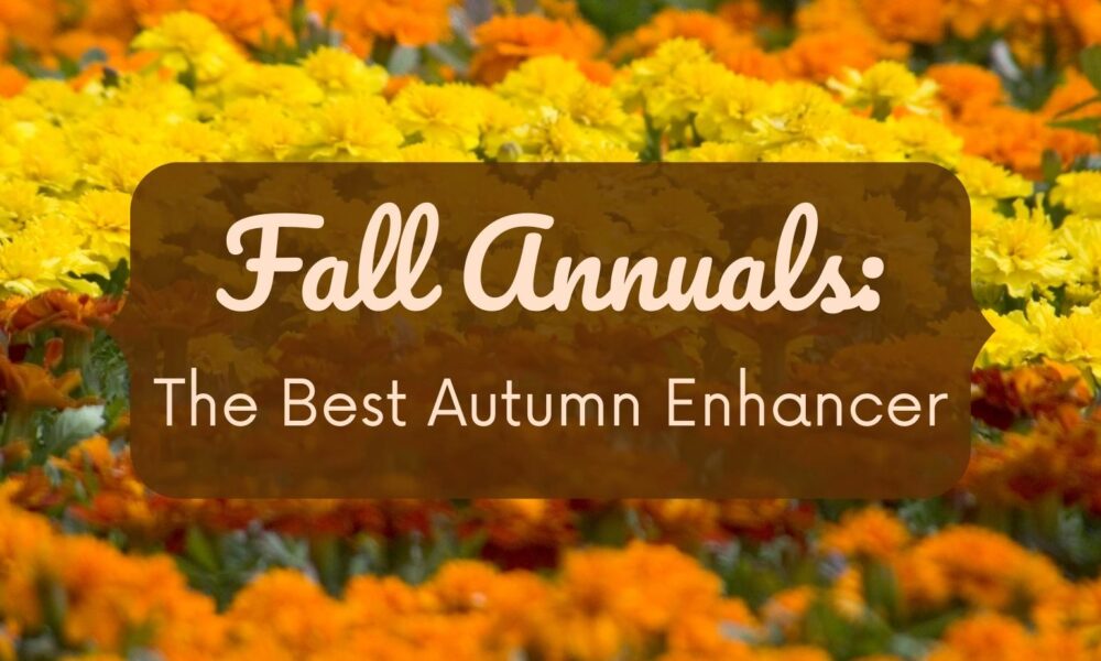Yellow and orange flowers with text: “Fall Annuals: The Best Autumn Enhancer” over a blurred floral background.