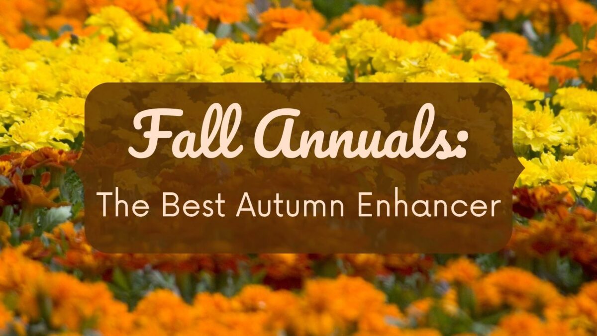 Yellow and orange flowers with text: “Fall Annuals: The Best Autumn Enhancer” over a blurred floral background.