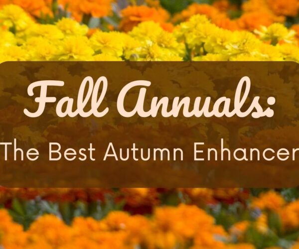 Yellow and orange flowers with text: “Fall Annuals: The Best Autumn Enhancer” over a blurred floral background.